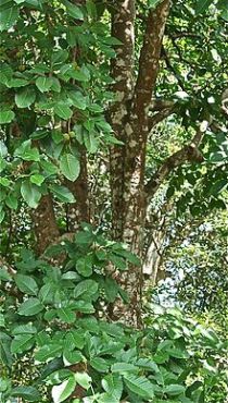 220px-Mature_Santol_tree_in_the_Philippines_--_2